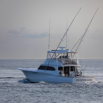 Hatteras Marlin Club Blue Marlin Release Tournament