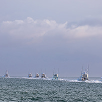 Hatteras Marlin Club Blue Marlin Release Tournament
