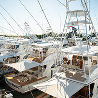 Hatteras Marlin Club Blue Marlin Release Tournament