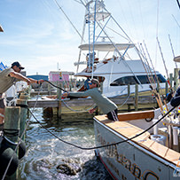Hatteras Marlin Club Blue Marlin Release Tournament