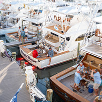 Hatteras Marlin Club Blue Marlin Release Tournament