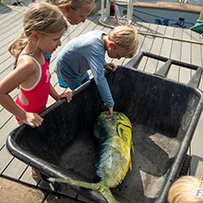 Hatteras Marlin Club Blue Marlin Release Tournament
