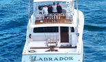 Labrador